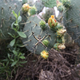 Illustration for article titled Spring has sprung: A Xyl0 photo gallery